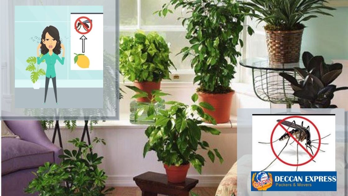 Top 10 Best Mosquito Repellent Plants for Home: Natural Remedies